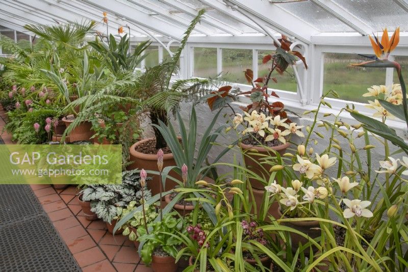 The Mediterranean glasshouse at Winterbourne Botanic Gardens. Assorted potted plants including Cymbidium orchids, Strelizia in large pots with Begonia and Veltheimia capensis in smaller pots, February