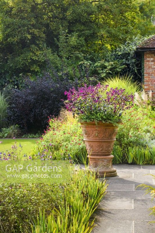 Salvia 'Love and Wishes' in decorative terracotta container beside borders with mixed Salvias and grasses. 