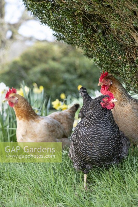 Three hens in a garden including a Specklesdy, Buff and Columbine.