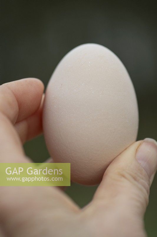 Fresh hen's egg in woman's hand.