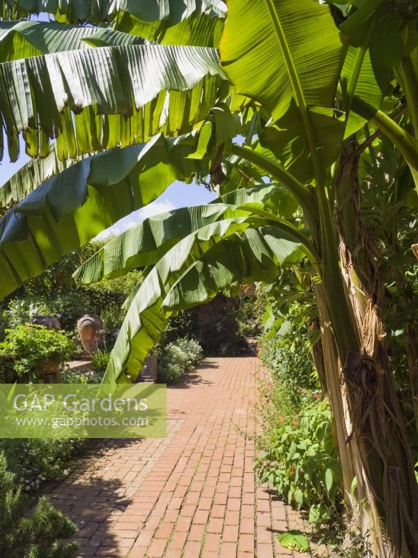 Musa sikkimensis - Banana leaves framing paved courtyard