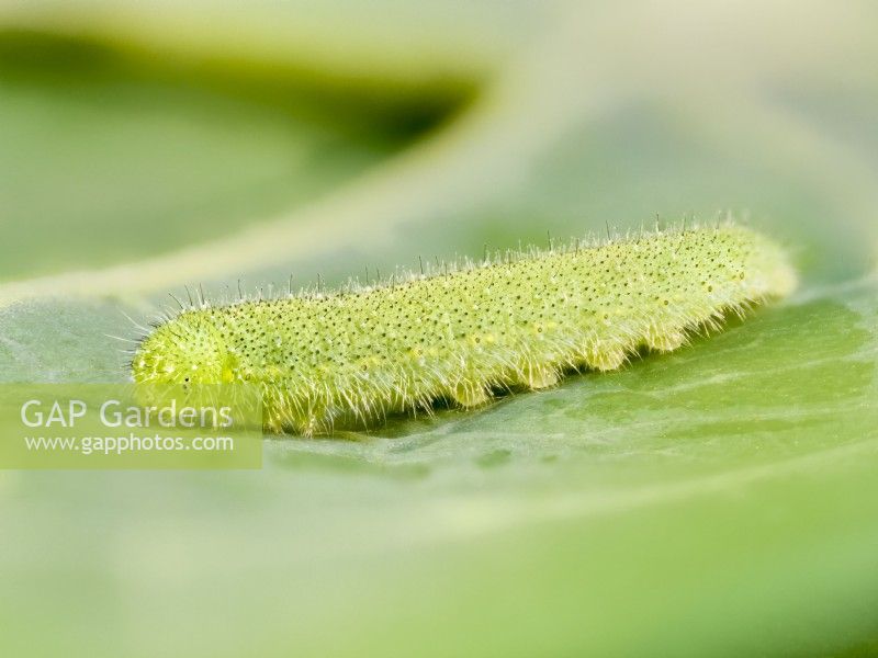 Pieris rapae - Small White caterpillar on nasturtium leaf