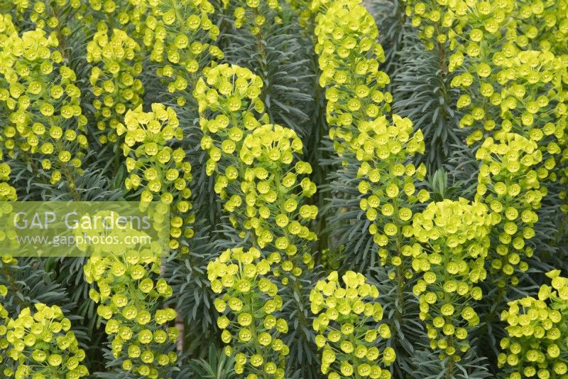 Euphorbia characias 'Wulfenii' - Mediterranean spurge