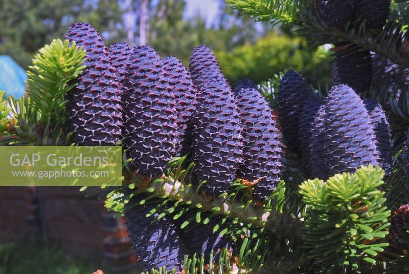 Abies koreana with young blue cones. May