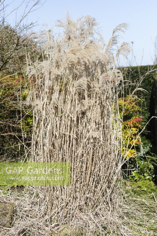 Miscanthus sinensis 'Malepartus'. Clump of mature plant left to stand in winter. March. Spring.