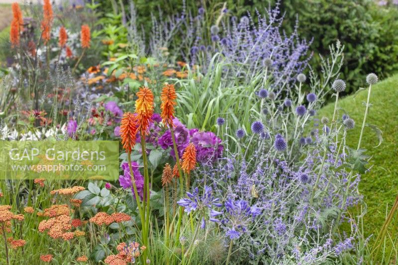 Purple flowered rose surrounded by flowering perennials such as orange-red Achillea and Kniphofia, plus blue flowers of Agapanthus and Echinops, July