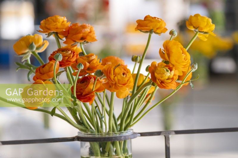 A display with the bouquet of Ranunculus asiaticus, Persian Buttercup 'Elegance line Clementine' 
