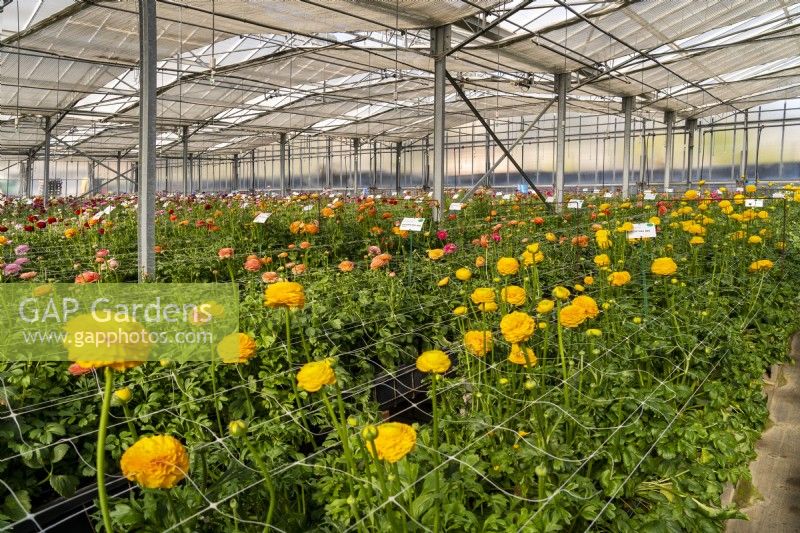The rows of newest Ranunculus hybrids in glasshouse of the Biancheri creazioni company, a breeder and producer of Ranunculus and Anemones bulbs.
Camporosso, Riviera dei Fiori, Italy
