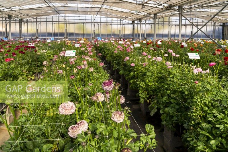 The rows of Ranunculus hybrids in glasshouse of the Biancheri creazioni company, a breeder and producer of Ranunculus and Anemones bulbs.
Camporosso, Riviera dei Fiori, Italy
