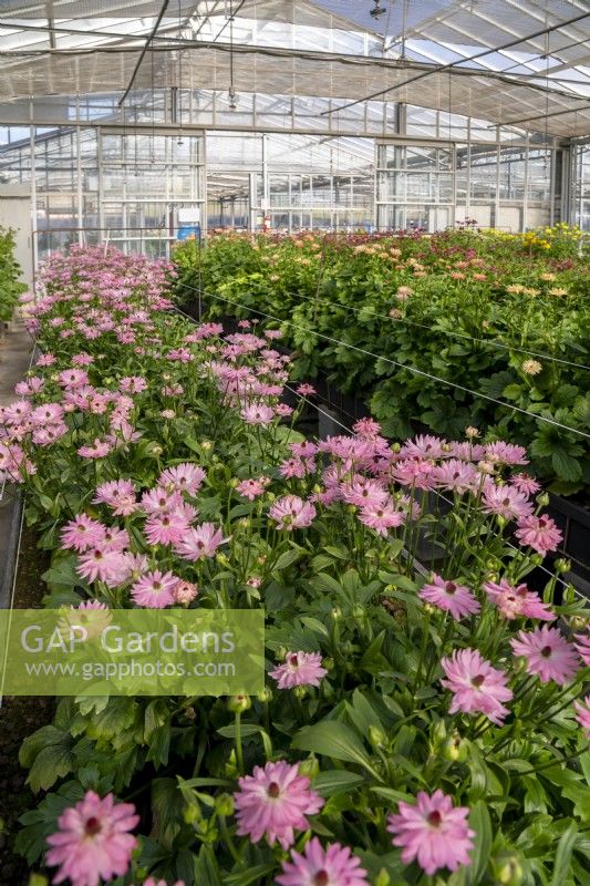 The rows of newest Ranunculus hybrids Moderna line 'Venus' in glasshouse of the Biancheri creazioni company, a breeder and producer of Ranunculus and Anemones bulbs.