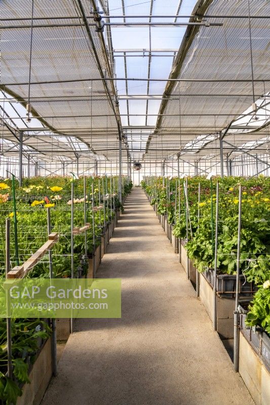 The rows of Papaver nudicaule, Iceland Poppies and Ranunculus hybrids in glasshouse of the Biancheri creazioni company, a breeder and producer of Ranunculus and Anemones bulbs.