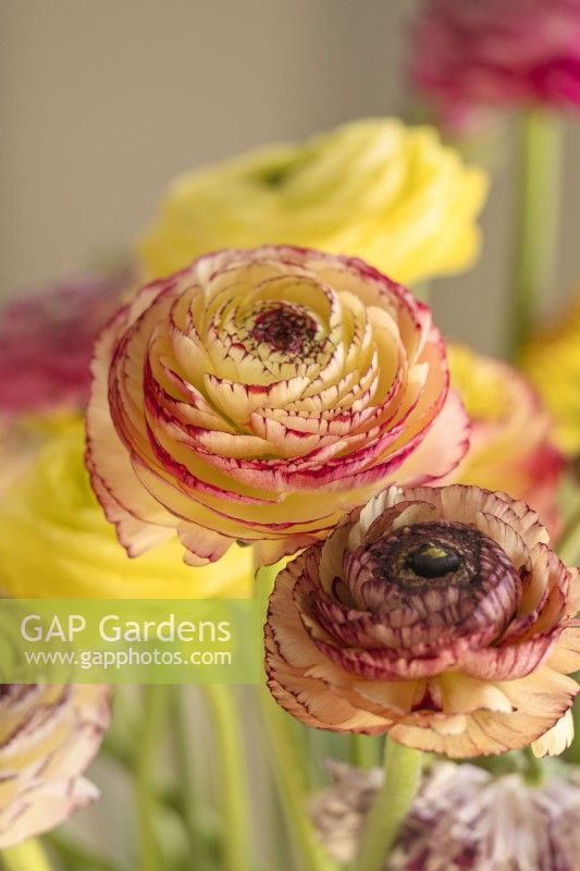 A display with Ranunculus asiaticus, Persian Buttercup 'Elegance line Pastello Striato 66-12'
