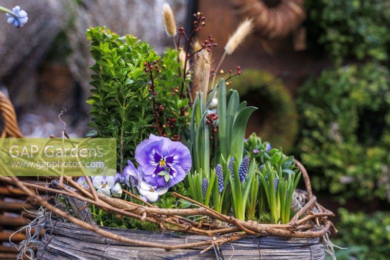 Spring composition in a wicker basket with Viola, Muscari and Buxus.