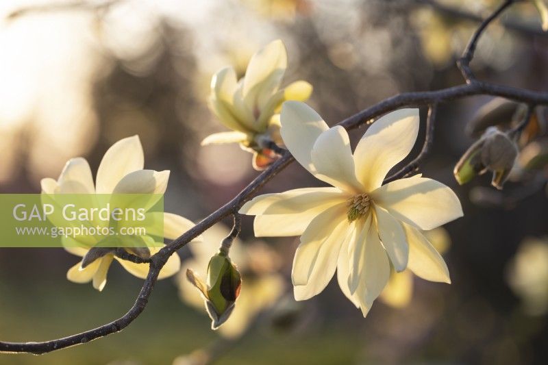 Magnolia 'Daphne' - April