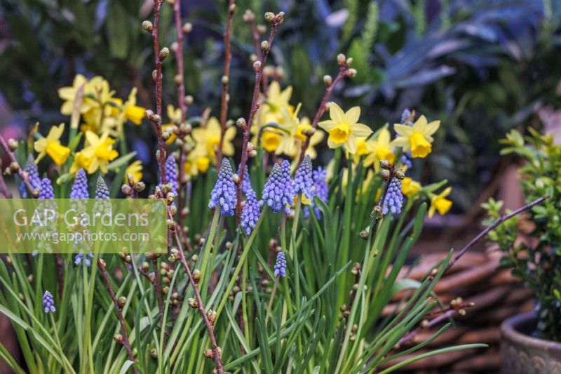 Flowering Muscari armeniacum with Narcissus 'Tete-a-Tete'