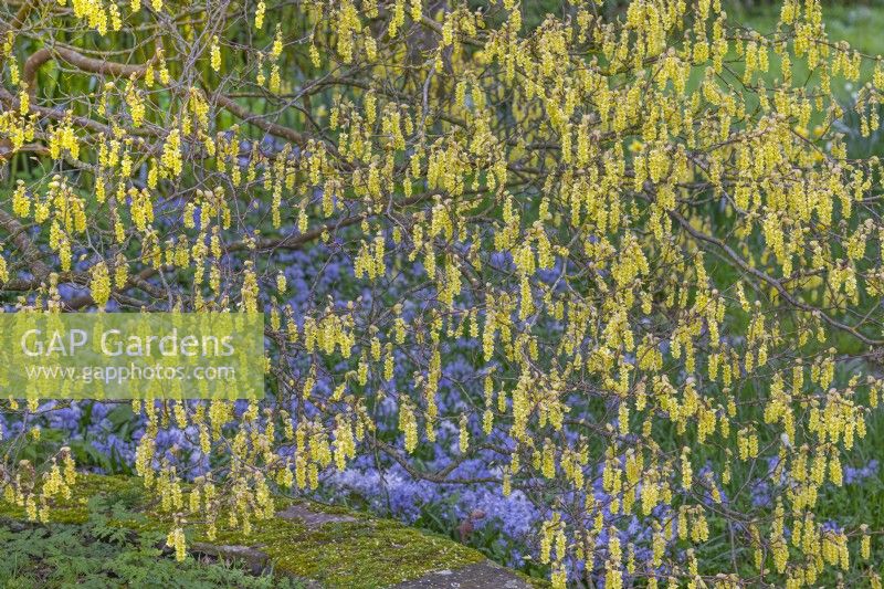 Corylopsis glabrescens flowering in Spring - March