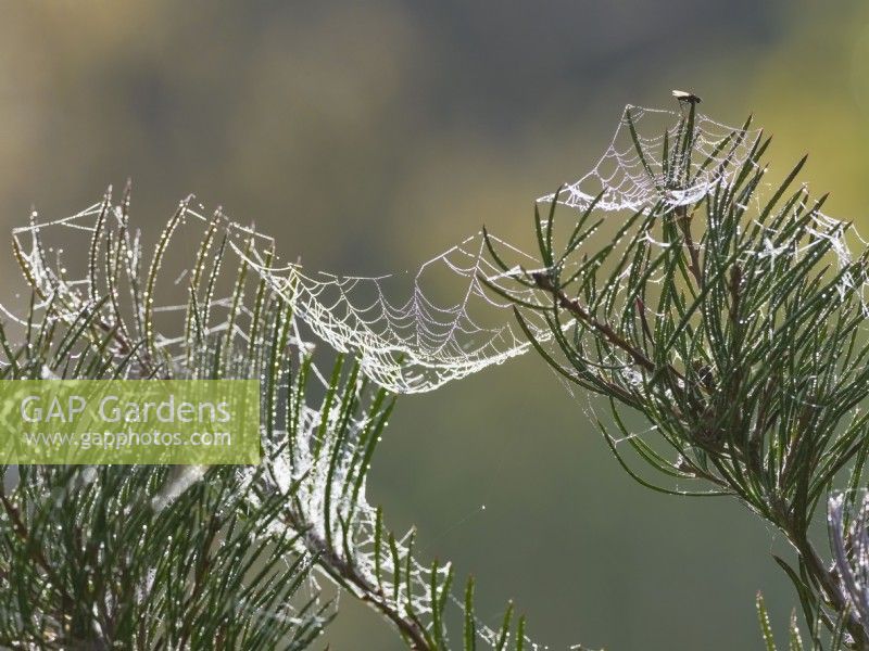 Dewy Garden spider webs on broom