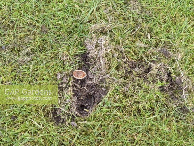 Damage to lawn caused by squirrel digging up hazelnuts in spring