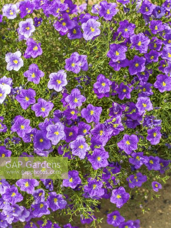 Nierembergia hippomanica Purple Robe, summer June