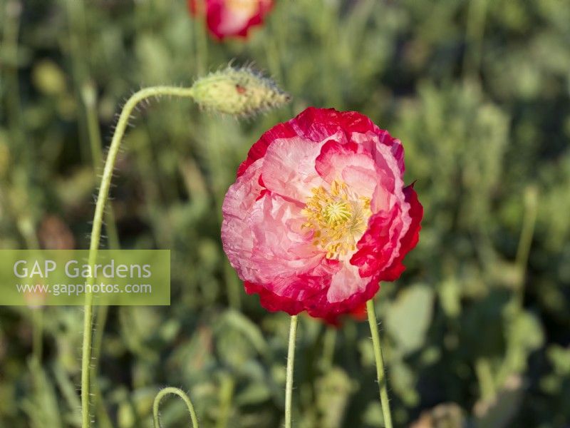 Papaver rhoeas Shirley Double, spring May