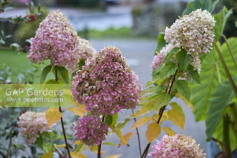 The ageing flowers of Hydrangea paniculata 'Mojito' in autumn