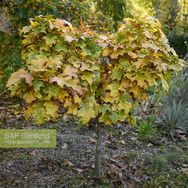 Quercus palustris 'Isabel'