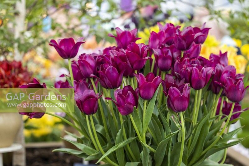 Bouquet of tulips 'Merlot'