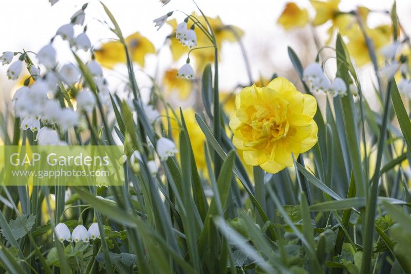 Narcissus 'Sherborne' and Leucojum aestivum 'Gravetye Giant',  April