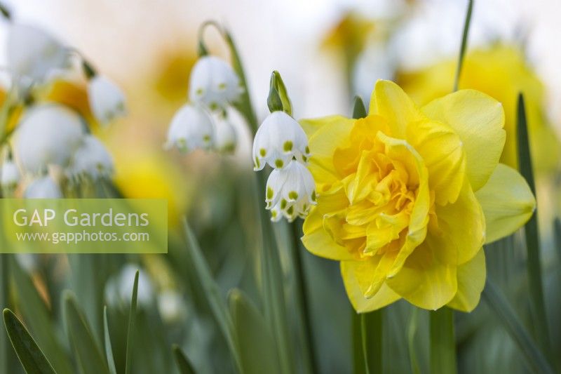 Narcissus 'Sherborne' and Leucojum aestivum 'Gravetye Giant', April