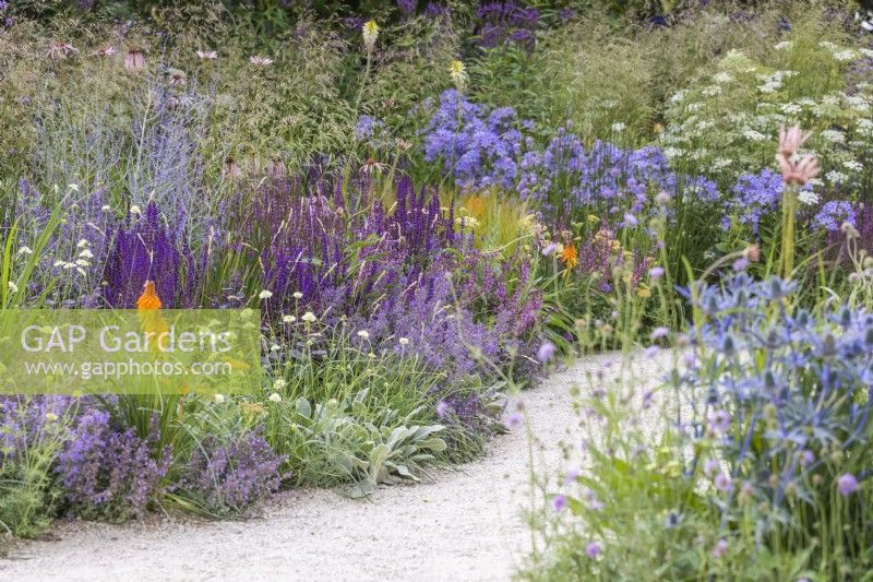 Colour themed border along gravel path planted with Salvia 'Caradonna', 'Amethyst', Nepeta faassenii, Deschampsia cespitosa. RHS Iconic Horticultural Hero Garden, Designer: Carol Klein