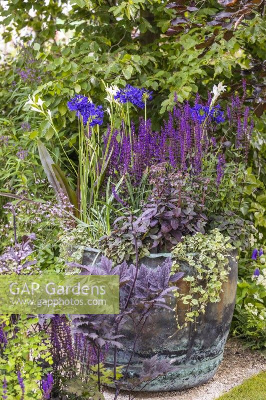 Flowering composition in a large container covered with green patina filled with Salvia nemorosa 'Caradonna', dark blue Agapanthus and Hylotelephium telephium - RHS Iconic Horticultural Hero Garden designed by: Carol Klein