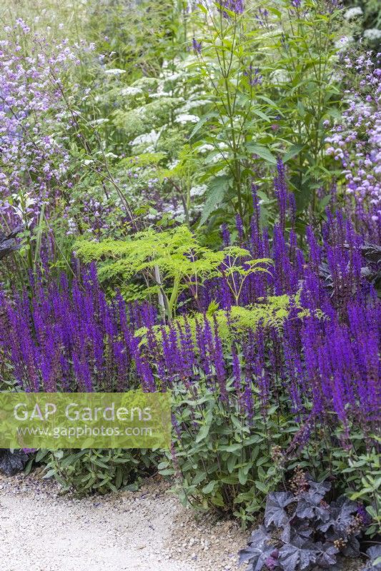 Green and purple border planted with Salvia 'Caradonna' and Laserpitium - RHS Iconic Horticultural Hero Garden, Designer: Carol Klein