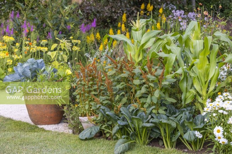 Small vegetable garden planted with Sweet Corn 'Swift', Spinach and Amaranthus cruentus 'Hot Biscuits'. A Cabbage and Oenothera macrocarpa grown in a terracotta pot. RHS Iconic Horticultural Hero Garden designed by: Carol Klein
