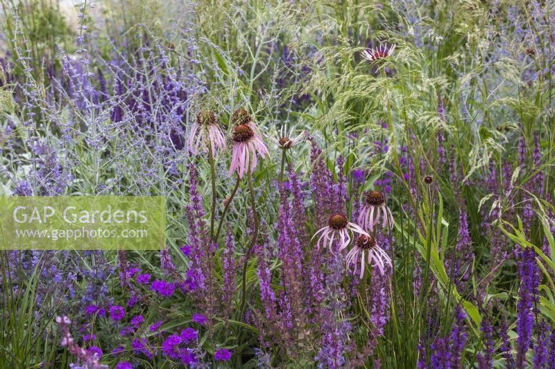 Echinacea pallida, Salvia nemorosa 'Amethyst', Deschampsia cespitosa 'Goldschleier', Perovskia atriplicifolia 'Blue Spire' - RHS Iconic Horticultural Hero Garden, Designer: Carol Klein