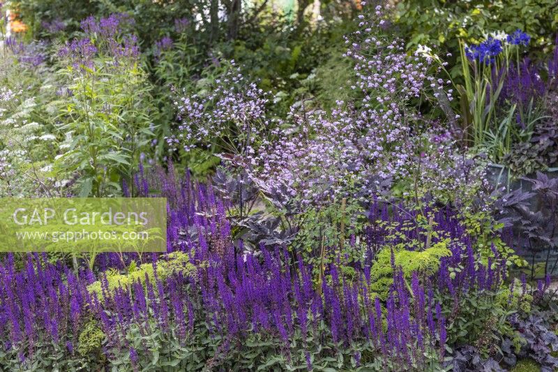 Thalictrum 'Splendide' and Salvia nemerosa 'Caradonna' - July
RHS Iconic Horticultural Hero Garden, Designer: Carol Klein