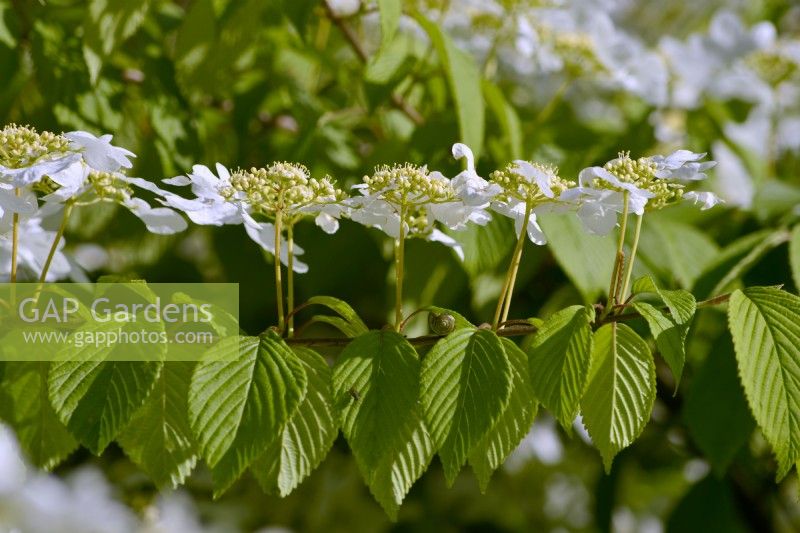 Branch of Viburnum plicatum f. tomentosum 'Mariesii' with pagoda-shaped spreading twigs and white flat flowers. May