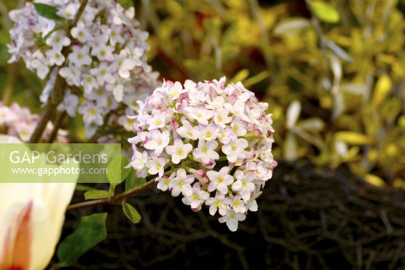 Viburnum burkwoodii Mohawk with highly fragrant flowers. April

