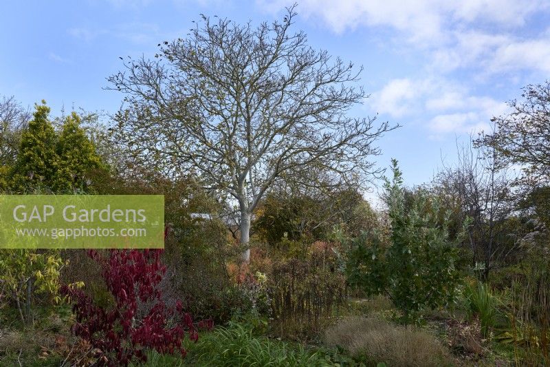 Juglans regia - walnut tree - in the autumn garden