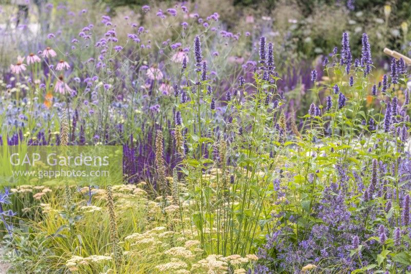Meadow style bed planted with Agastache 'Blackadder', Digitalis parviflora, Achillea millefolium, Nepeta  and Verbena bonariensis - designer: Carol Klein