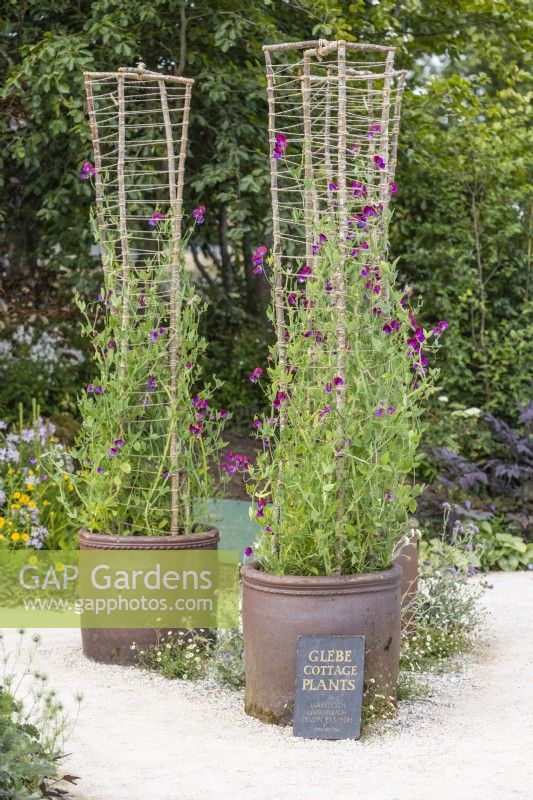 Ceramic pots with Lathyrus odoratus 'Cupani' climbing on natural support frame made of branches and string. RHS Iconic Horticultural Hero Garden, Designer: Carol Klein, RHS Hampton Court Palace Garden Festival 2023 