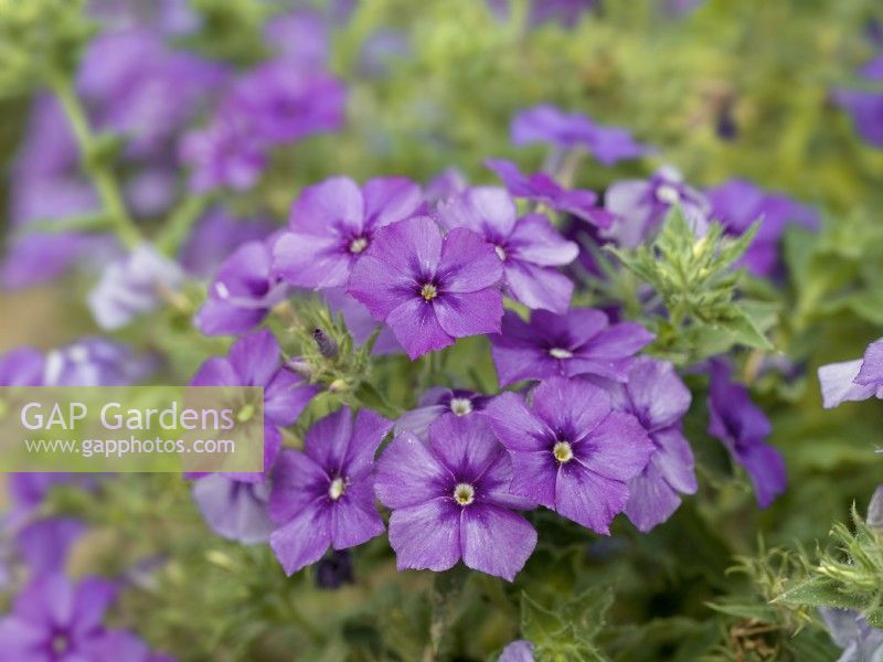 Phlox drummondii nana compacta Beauty Violet, summer June