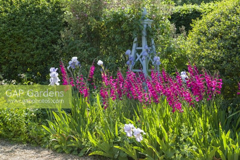 Gladiolus communis subsp. byzantinus growing in a border with a painted wooden obelisk and pale blue irises. June