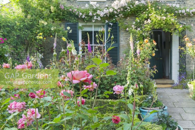 View of a garden in front of a Victorian house in summer with Rosa 'Boscobel' flowering in a border. Rosa 'Francis E. Lester' trained above front door and window with shutters. May.