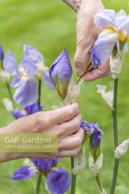 Carefully removing faded flowers from a bearded iris by snapping off the spent flowers neatly at the base with finger and thumb. May.