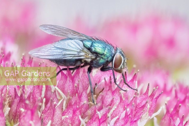 Lucilia sericata - Green bottle fly on sedum flowers