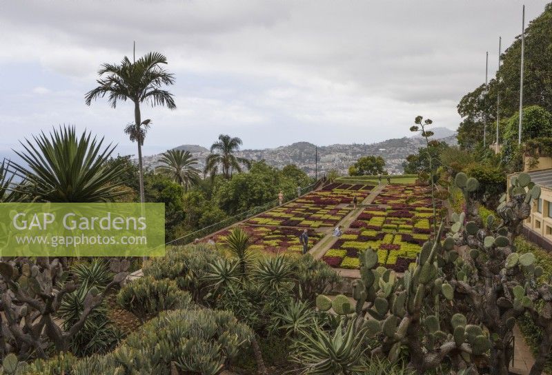 A view over the famous chequered hedges of the Madeira Botanical Gardens, with distant views of Funchal in the background. Summer. 
