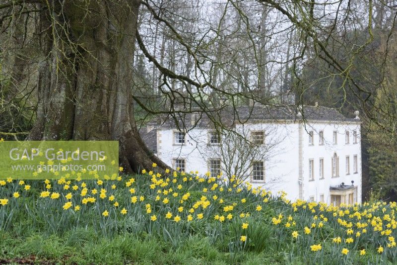 Naturalised daffodils in grass at Cerney House Gardens, Gloucestershire in March