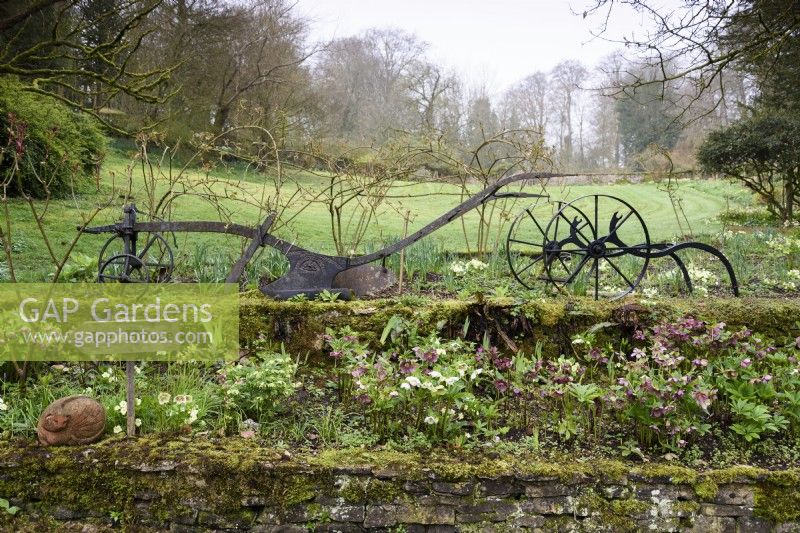 Terraces of hellebores below a piece of vintage agricultural machinery at Cerney House Gardens in March