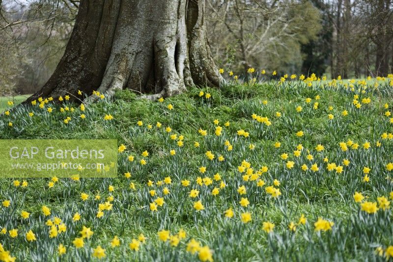 Naturalised daffodils in March