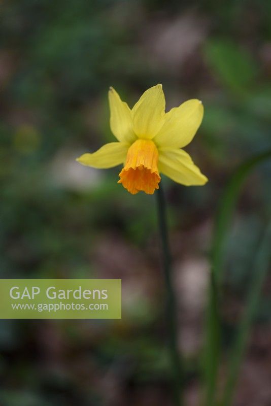 Narcissus 'Jet Fire' in March